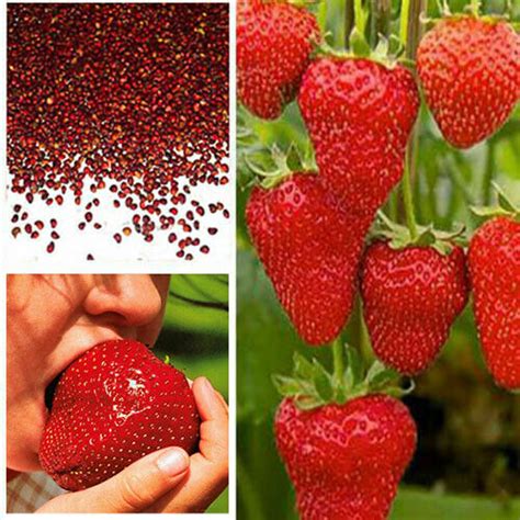 Giant Strawberry Seeds, Garden Fruit Plant, Sweet And Delicious - UK Stock | eBay