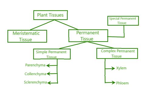 Permanent Tissues - Definition, Types, Characteristics, and Functions