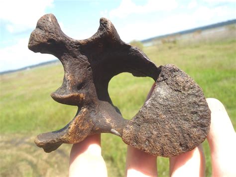 Excellent Sloth Thoracic Vertebra | Xenarthra | FOSSILS | Prehistoric Florida