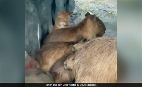 Watch: Cat Hides With A Herd Of Capybaras During Rain, Internet Says "Imposter"