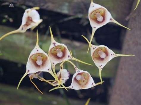 How To Care For Monkey Face Orchids (Dracula Simia) - Complete Guide - Indoor Home Garden