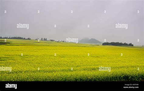 Canola field, rapeseed flower field with the mist in Luoping, China Stock Photo - Alamy