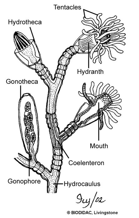 Class Hydrozoa - ZoologyPhylumCnidaria/Coelenterata2012