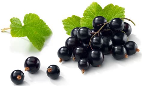 black currant juice concentrate,Poland price supplier - 21food