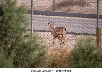 Arabian Reem Gazelle Fawn Natural Habitat Stock Photo 1955802895 | Shutterstock