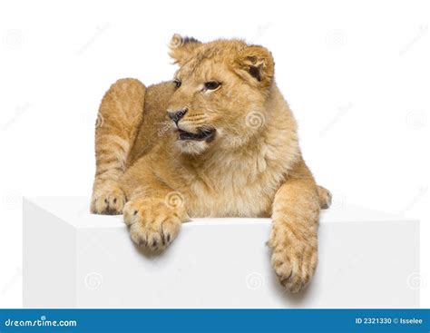 Lion Cub Lying Down Stock Photo - Image: 2321330