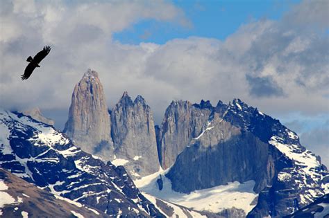 Condor At Torres Del Paine Stock Photo - Download Image Now - iStock