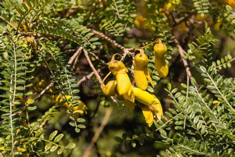 Yellow Kowhai Tree Flowers and Leaves Stock Image - Image of vivid, microphylla: 76027579