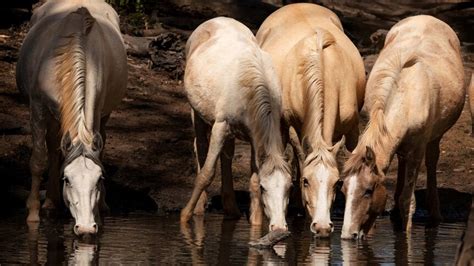 Scientists push to bring back brumby culling method - ABC Radio