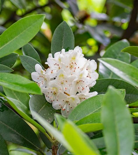 Great Rhododendron Evergreen Shrub Stock Image - Image of natural, flowers: 187949151