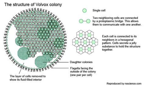 Volvox – The emerald green algae of the micro world