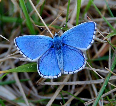 Adonis Blue Butterfly | Beautiful Butterflies