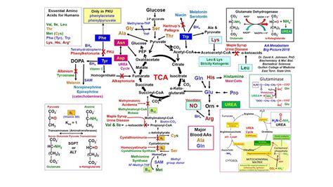 Amino Acid Metabolism Big Picture (see Newer 2018 Version) https ...