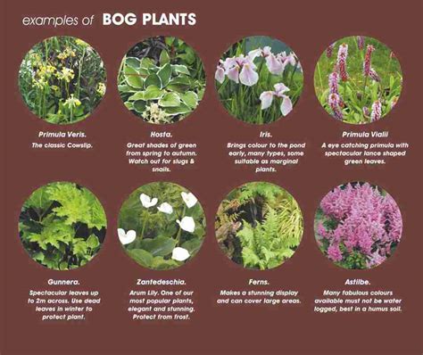 Bog and Marsh Plants