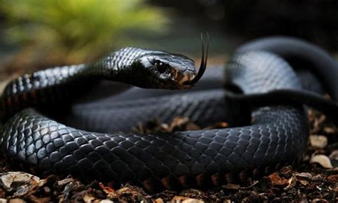 Black Mamba with aggressive fight mode | Black mamba snake, Mamba snake ...