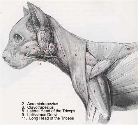 External Cat Anatomy - Anatomical Charts & Posters