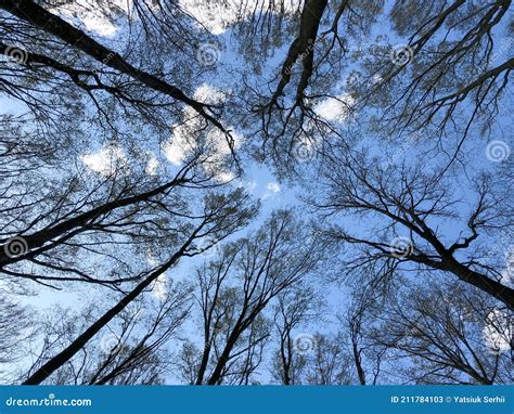 Scene in the Spring Forest. Stock Image - Image of looking, black ...