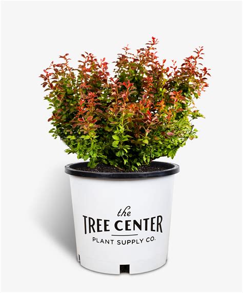 Admiration Japanese Barberry Shrubs For Sale Online | The Tree Center