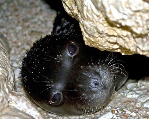 Mediterranean Monk Seal – "OCEAN TREASURES" Memorial Library