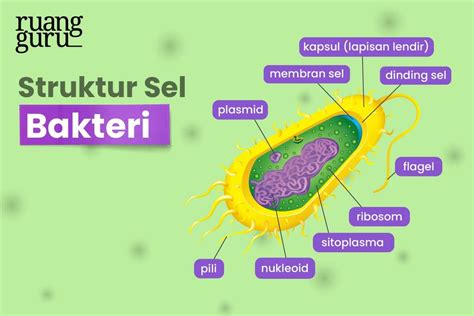 Struktur Tubuh Bakteri - Homecare24