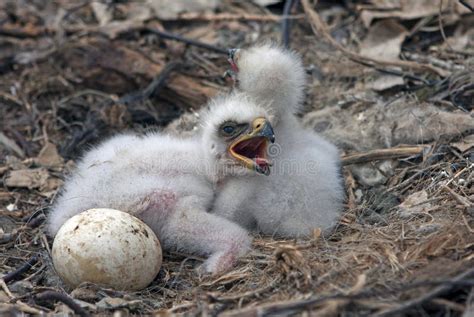 Steppe eagle chicks stock photo. Image of wildlife, birdwatching - 86502572