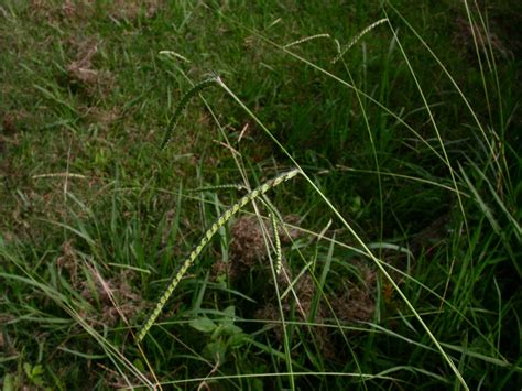 Paspalum dilatatum (Poaceae) image 12077 at PhytoImages.siu.edu