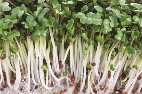 Sprouts/Microgreens Broccoli Raab | W.H. Perron