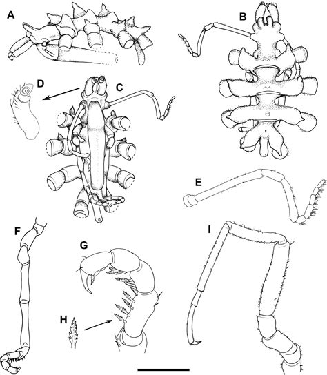 Rediscovery after 25 years – first photographic documentation and DNA ...