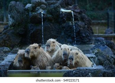 Capybara Family Hot Springs Onsen Stock Photo 389701171 | Shutterstock