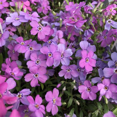 Phlox 'Purple Sprite' - Garden Crossings