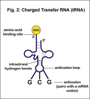 uluscous lo dugiosperms? 15. A tRNA is charged with amino acid methionine. How is this process ...