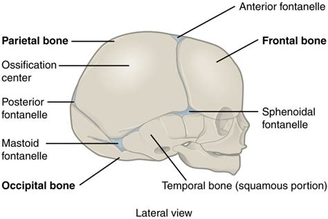 Joints | Anatomy and Physiology