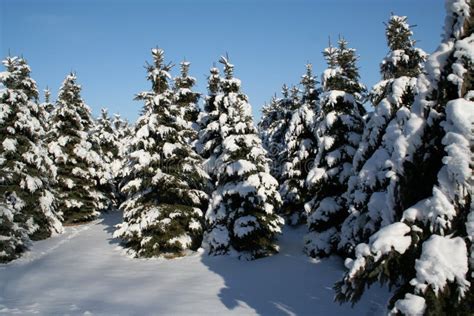 Snowy Evergreens stock photo. Image of flake, frozen, evergreen - 537764