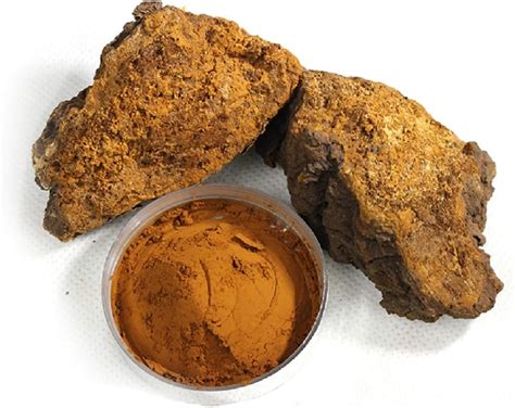 Amazon.com: Organic Chaga Mushroom Powder Harvested from Live Birch Trees, 1 Lb Finely Powdered ...