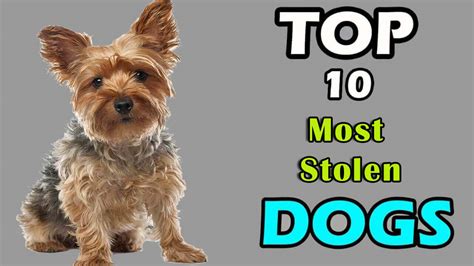 Stolen dog breeds | Top 10 Most Stolen dog breeds - Dogmal.com