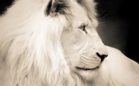 🔥 Free Download White Lion Pictures Hd Wallpaper Live Hq by @gdavenport ...