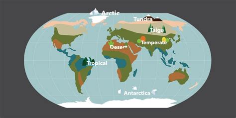 Biomes : Definition, Explanation, Examples, Types, List And Significance