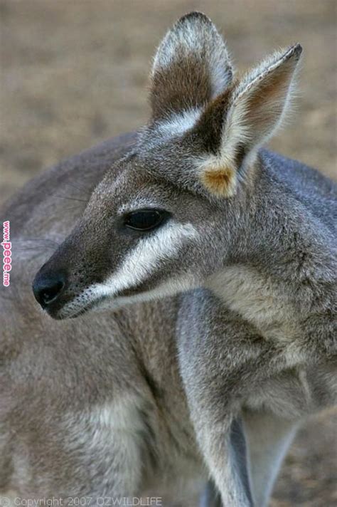 Whiptail Wallaby | Macropus parryi photo | pets | Pinterest | Mammals, Animals and Australian ...