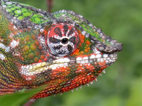 13 Most Attractive Colorful Reptiles (Lizards)