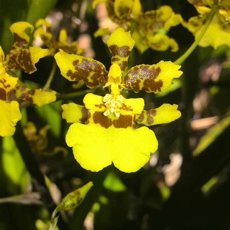 Oncidium Sphacelatum, Dancing lady orchid in GardenTags plant encyclopedia