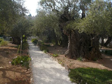 plant a tree in israel in memory - Sid Lindsay