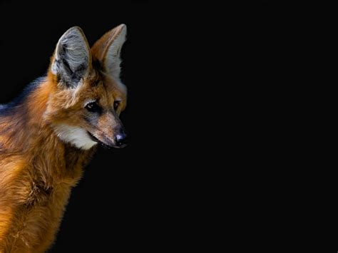 Aguará Guazú... | Aguará Guazú. Lobo de Crin. Maned Wolf. Ca… | Flickr