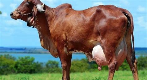 INDIAN CATTLE BREEDS For HUGE MILK Production