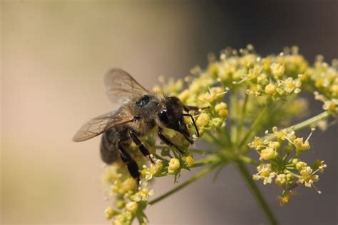 What Bee is all Black? (A List of 7 Species)