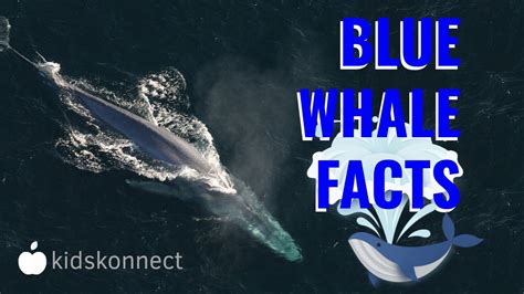 Blue Whale Pictures Facts