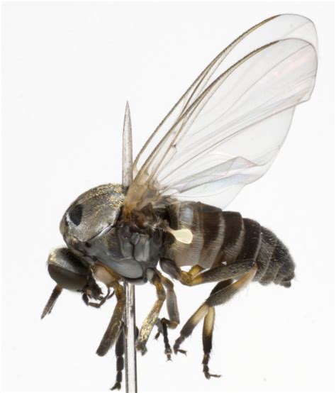 Diptera.info - Discussion Forum: Simuliidae