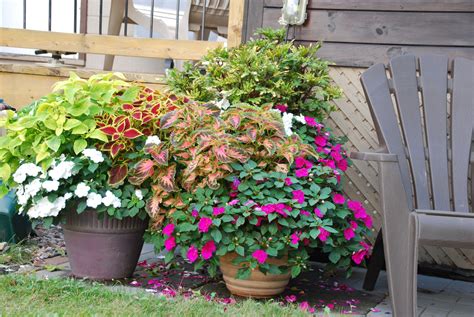 containers of annuals | Plants, Perennials, Color pop