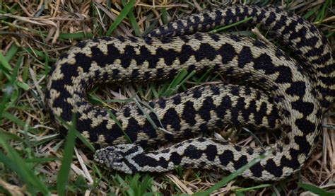 Adder Snake Bites and the Potential Risk to your Dog