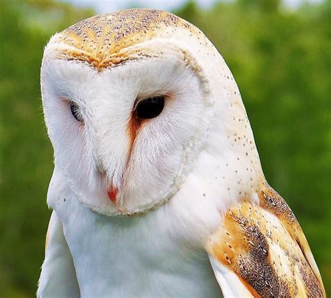 Barn Owl... Photograph by Al Fritz | Fine Art America