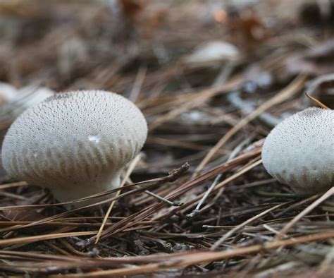 Puffball Mushroom Identification and Foraging Guide